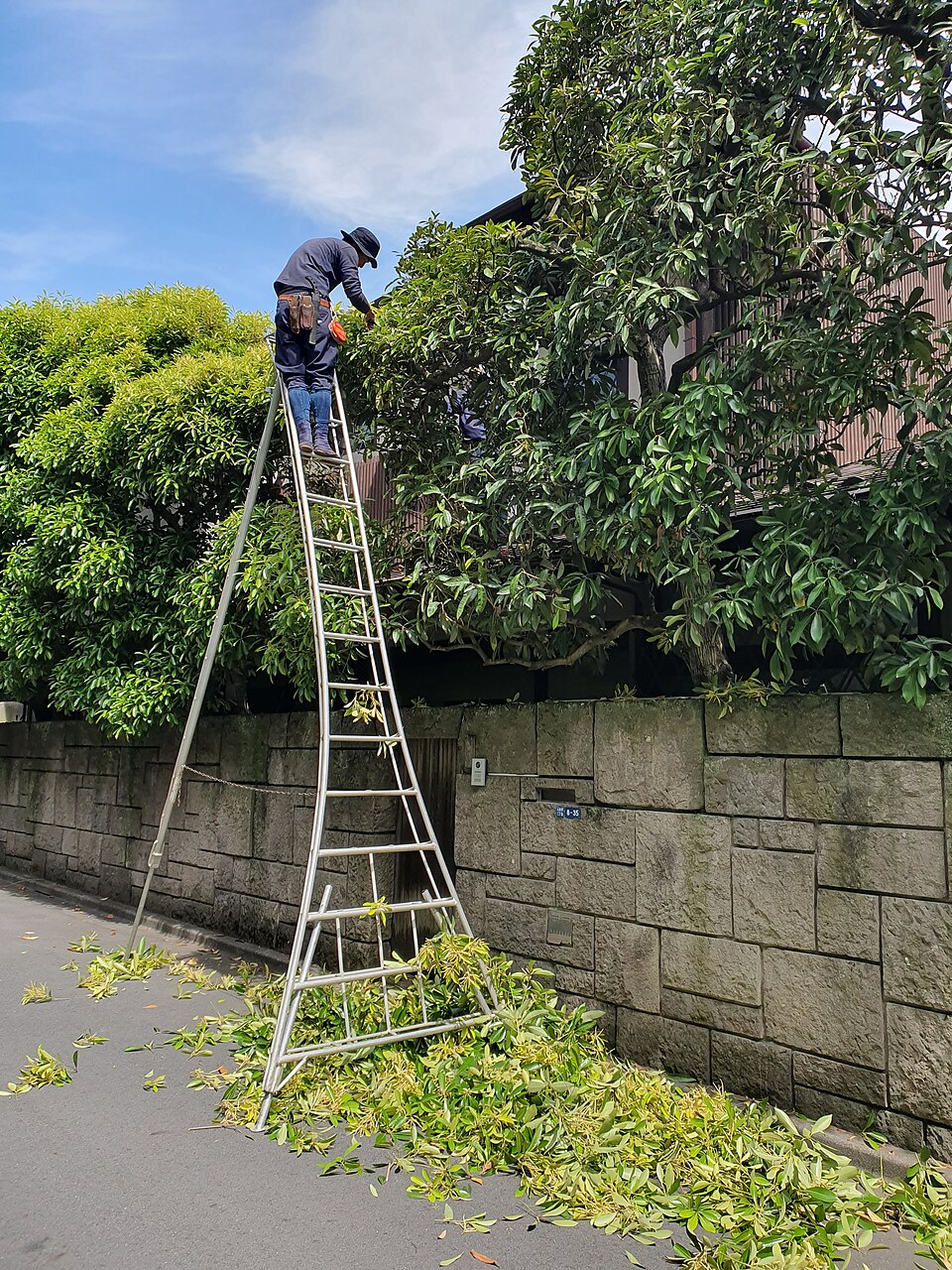 Taille d’un arbre à Tokyo, au Japon.